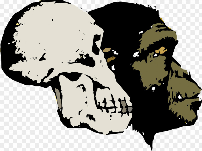 Orangutan Evolution As Fact And Theory Homo Sapiens Human PNG