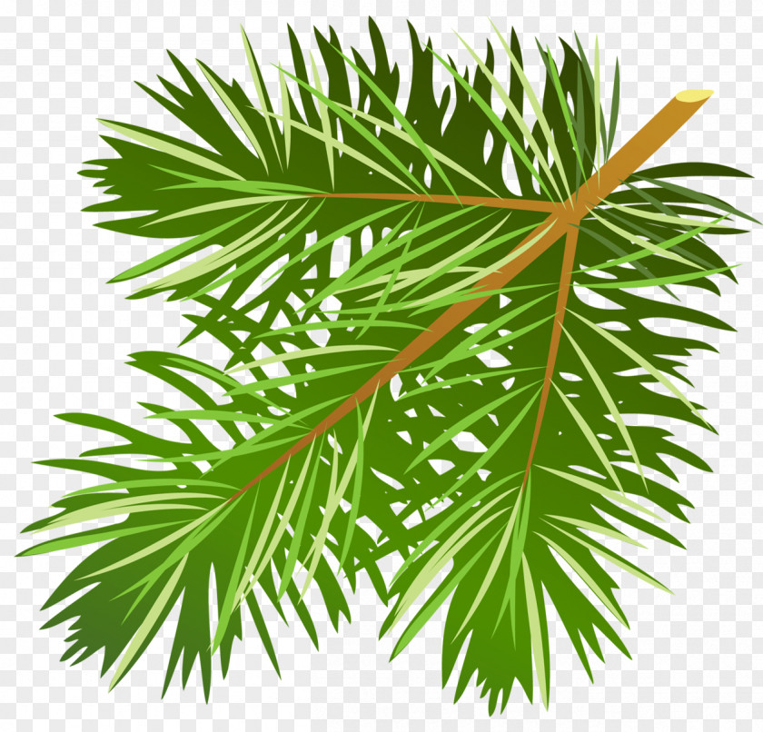 Pine Cliparts Free Branch Conifer Cone Clip Art PNG