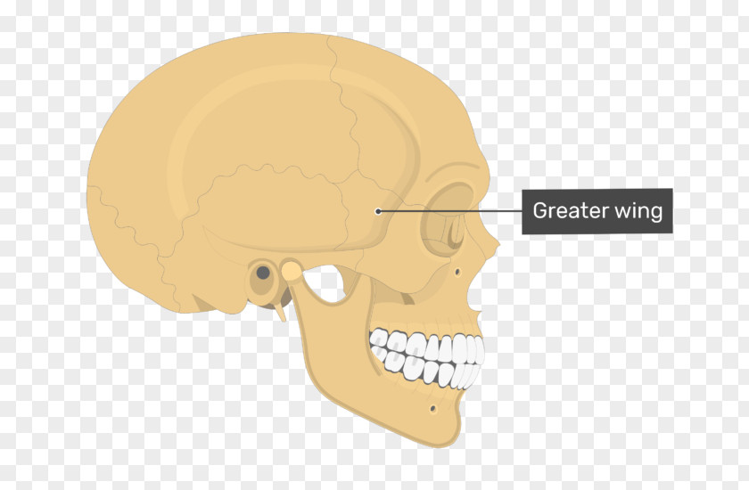 Skull Parietal Bone Anatomy Temporal Line PNG