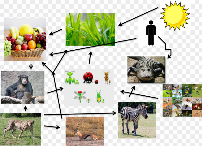 Small Animals In Tropical Rainforests Primate Food Web Chain Homo Sapiens PNG
