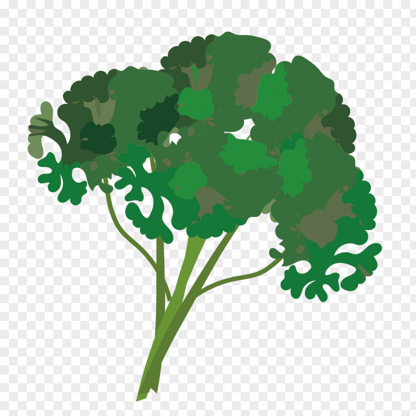 Vegetable Leaf Parsley Herb PNG