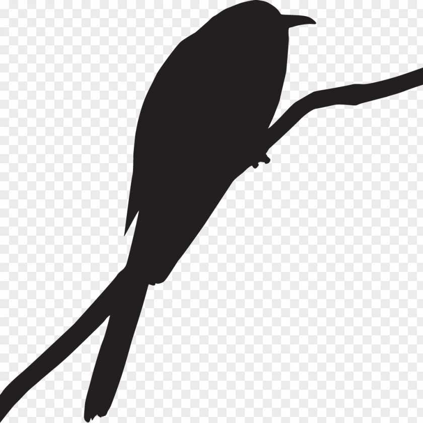 Bird Clip Art Cornell Lab Of Ornithology Greater Roadrunner PNG