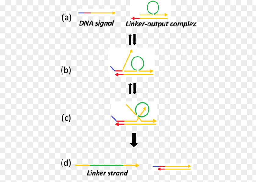Dna Strand Line Point Angle PNG