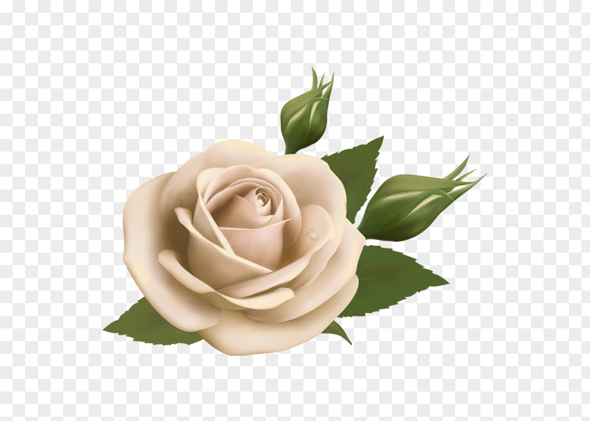 Flower Floral Design Rose Vector Graphics PNG