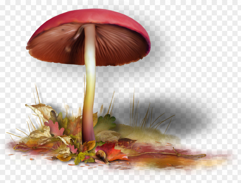 Mushroom Fungus Blog Clip Art PNG