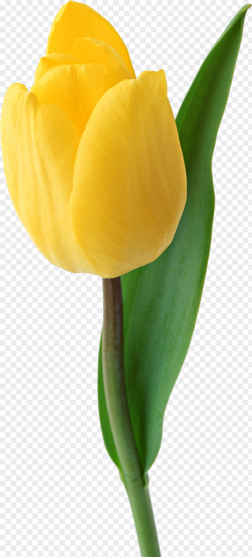 Tulip Mania Flower Clip Art PNG