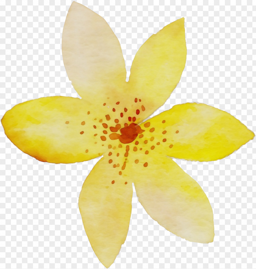 Wildflower Flowering Plant Petal Flower Yellow PNG