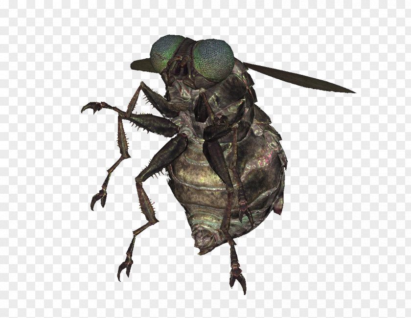 Beetle Weevil Insect PNG