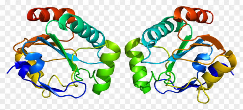 Homo Sapiens GPX7 GPX1 Glutathione Peroxidase Protein Data Bank PNG sapiens peroxidase Bank, others clipart PNG