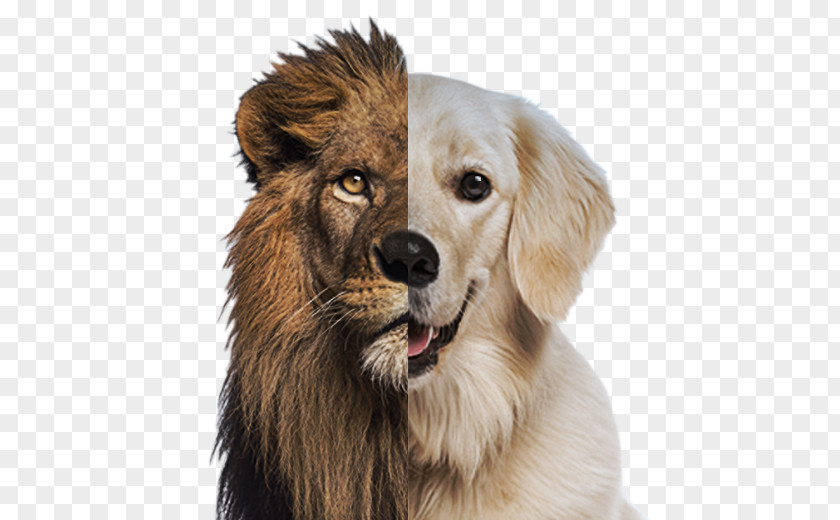 Lion Dog Breed Roar Cat Companion PNG