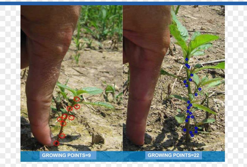 Soy Bean Seed NuTech Seed, LLC Soybean Technology Flora Tree PNG