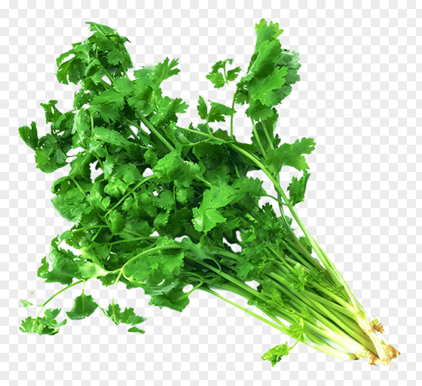 Vegetable Coriander Indian Cuisine Herb Vindaloo PNG