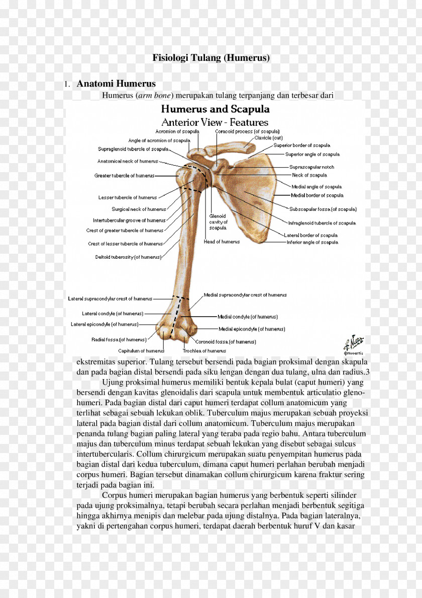 Arm Shoulder Joint Bone Anatomy PNG