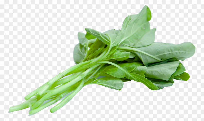 Chinese Spinach Juice Leaf Vegetable PNG