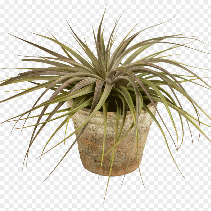 Green Leaves Potted Buckle Flowerpot Arecaceae Houseplant Grasses PNG