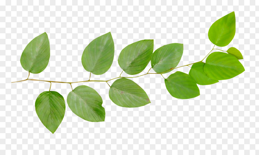 Leaf Branch Twig Desktop Wallpaper PNG