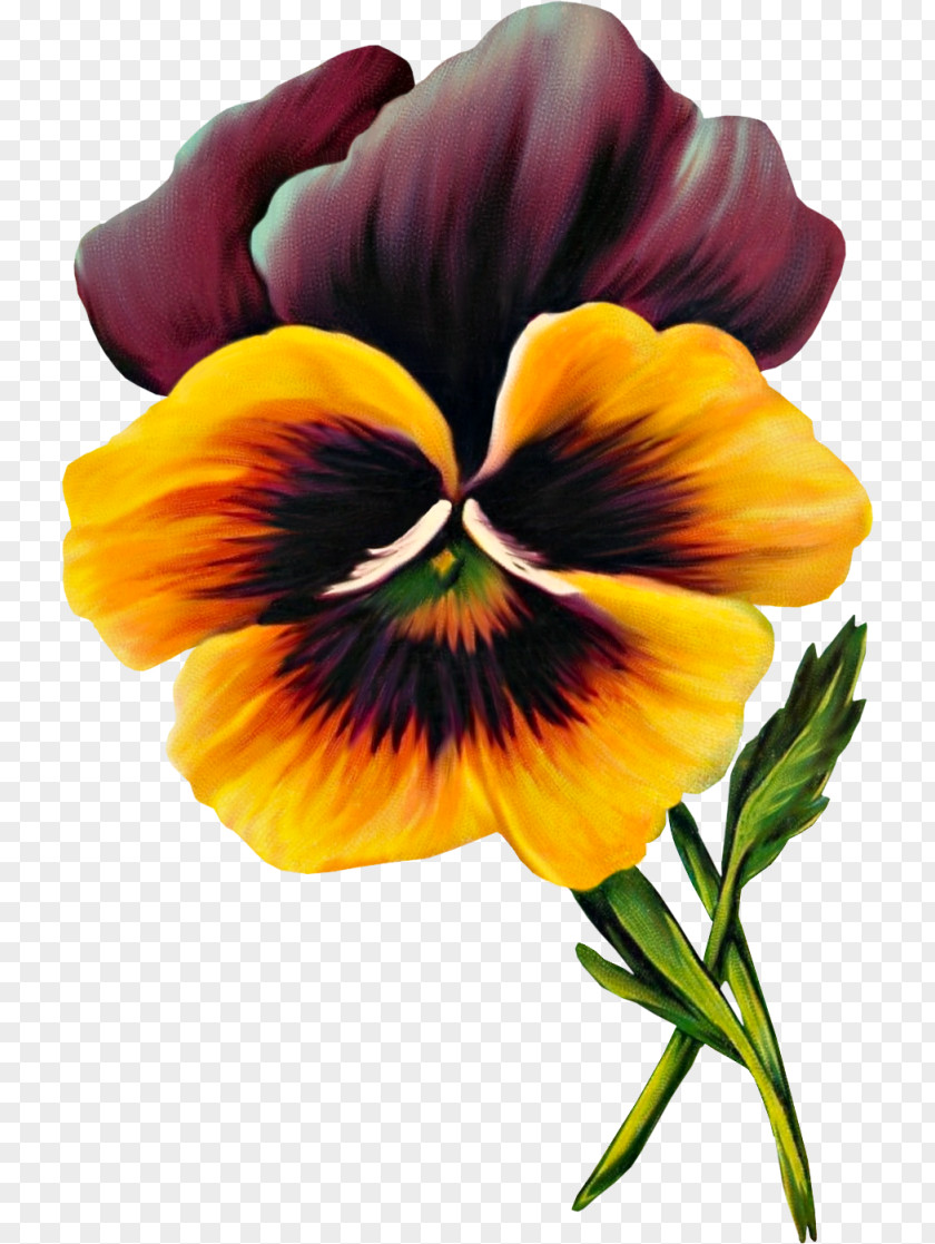 Pansy Drawing Flower Clip Art PNG