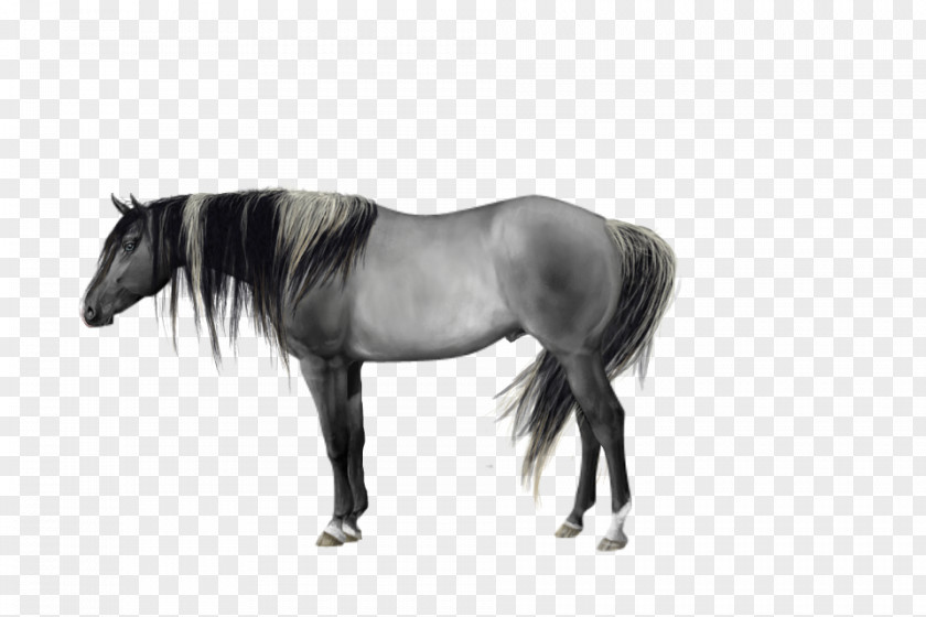 Quarter Horse Mane Mustang Stallion Pony Mare PNG