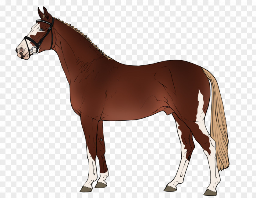 SHREW Arabian Horse Pony Of The Americas Criollo Appaloosa Foal PNG