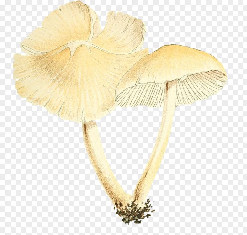 Two Mushrooms Mushroom Poisoning Google Images Download PNG