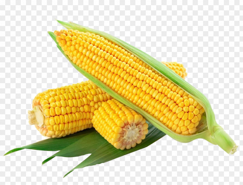 Corn Leaves Waxy Flint On The Cob Sweet Maize PNG