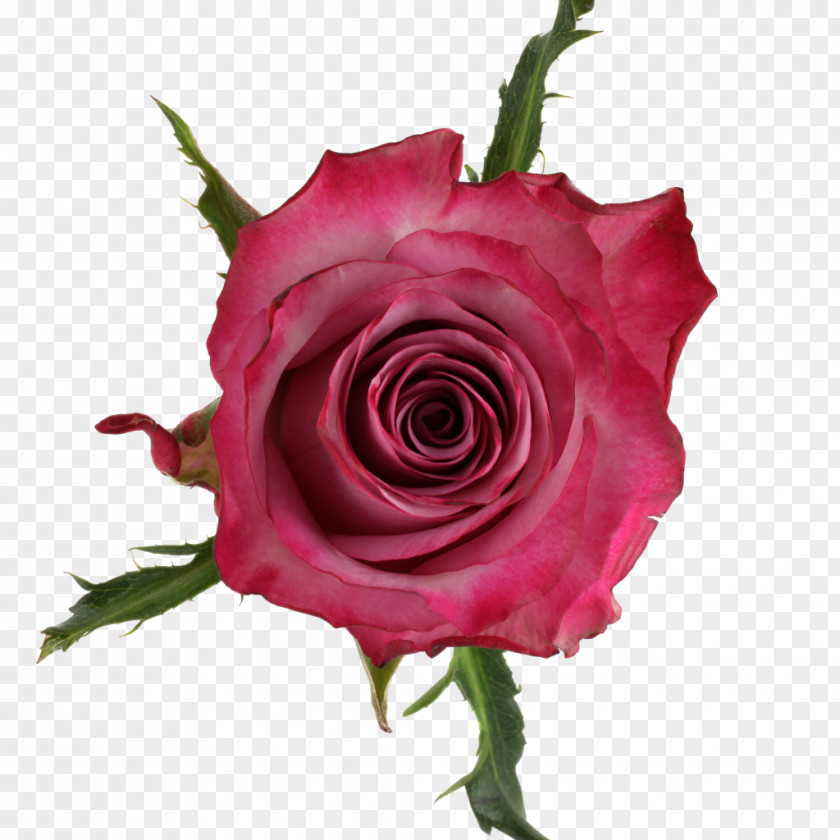 Deep Purple Garden Roses Cabbage Rose Floribunda Cut Flowers Qualirosa B.V. PNG