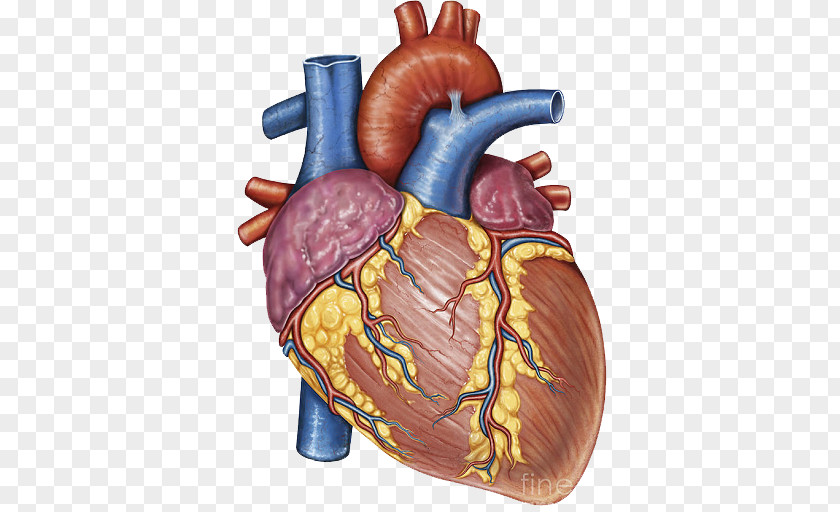 Heart Stock Photography Gross Anatomy Human Body PNG