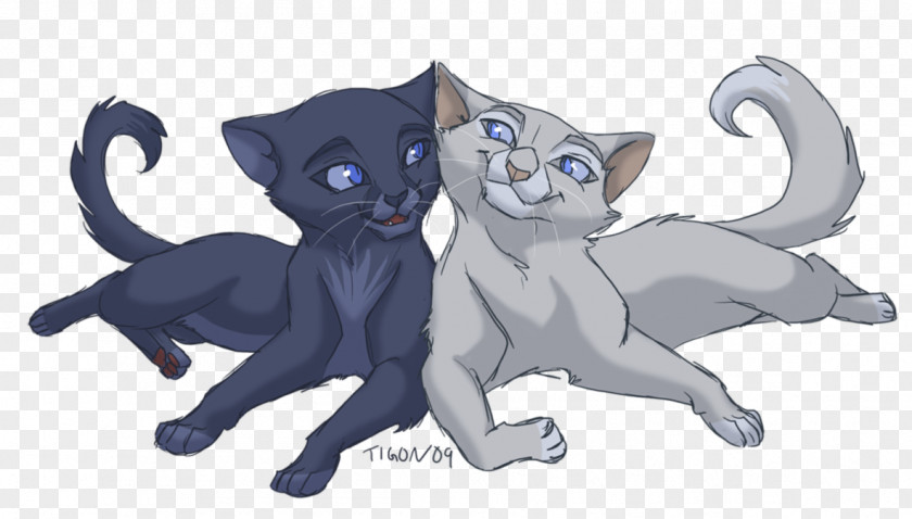 Kitten Cat Warriors Whiskers Drawing PNG