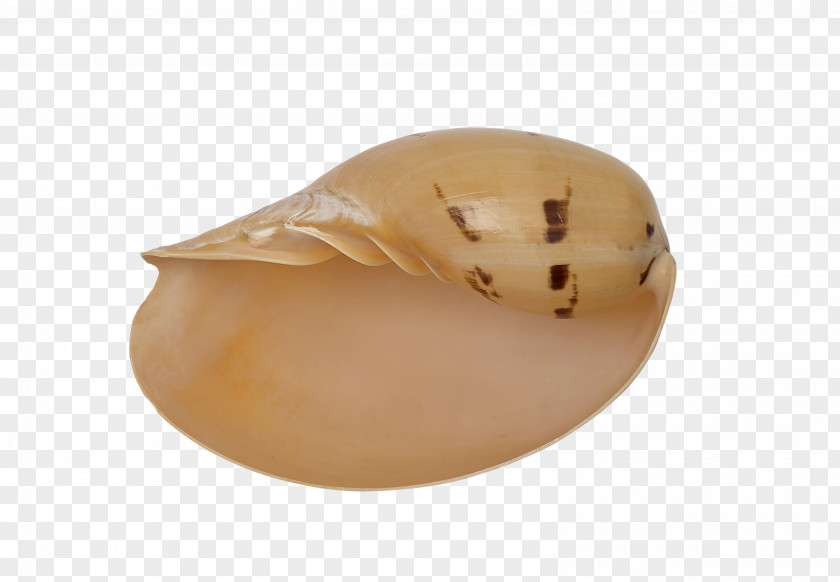 Melon The Seashell Company Jaw Beige Craft PNG