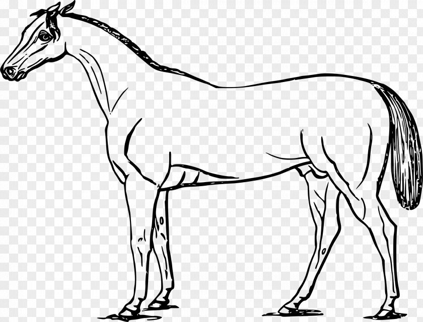 Mustang Mule Foal Colt PNG
