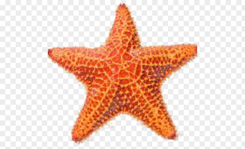 Sea Star Shore Starfish Stock Photography Royalty-free PNG