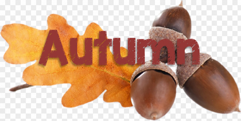 The Beginning Of Autumn Acorn Quercus Acutissima Food Clip Art PNG