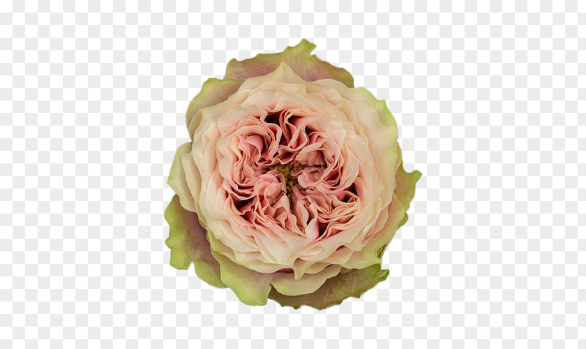 Turtle Sombrero Fiesta Garden Roses Helen Of Troy Cabbage Rose Flower Floristry PNG