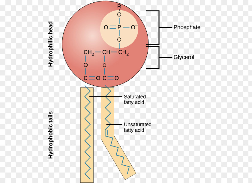 Ovarian Cycle Calendar Phospholipid Cell Membrane Lipid Bilayer Biological PNG