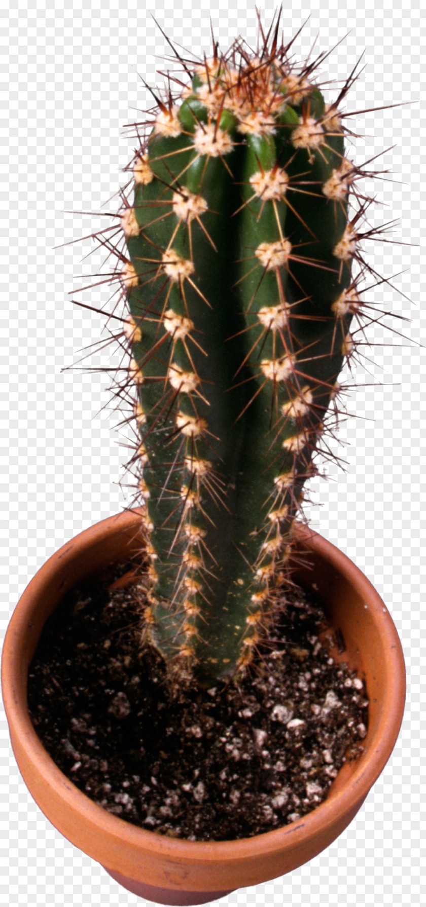 Cactus Image Cactaceae Mexican Cuisine Taqueria, Albany, CA Thorns, Spines, And Prickles Succulent Plant PNG