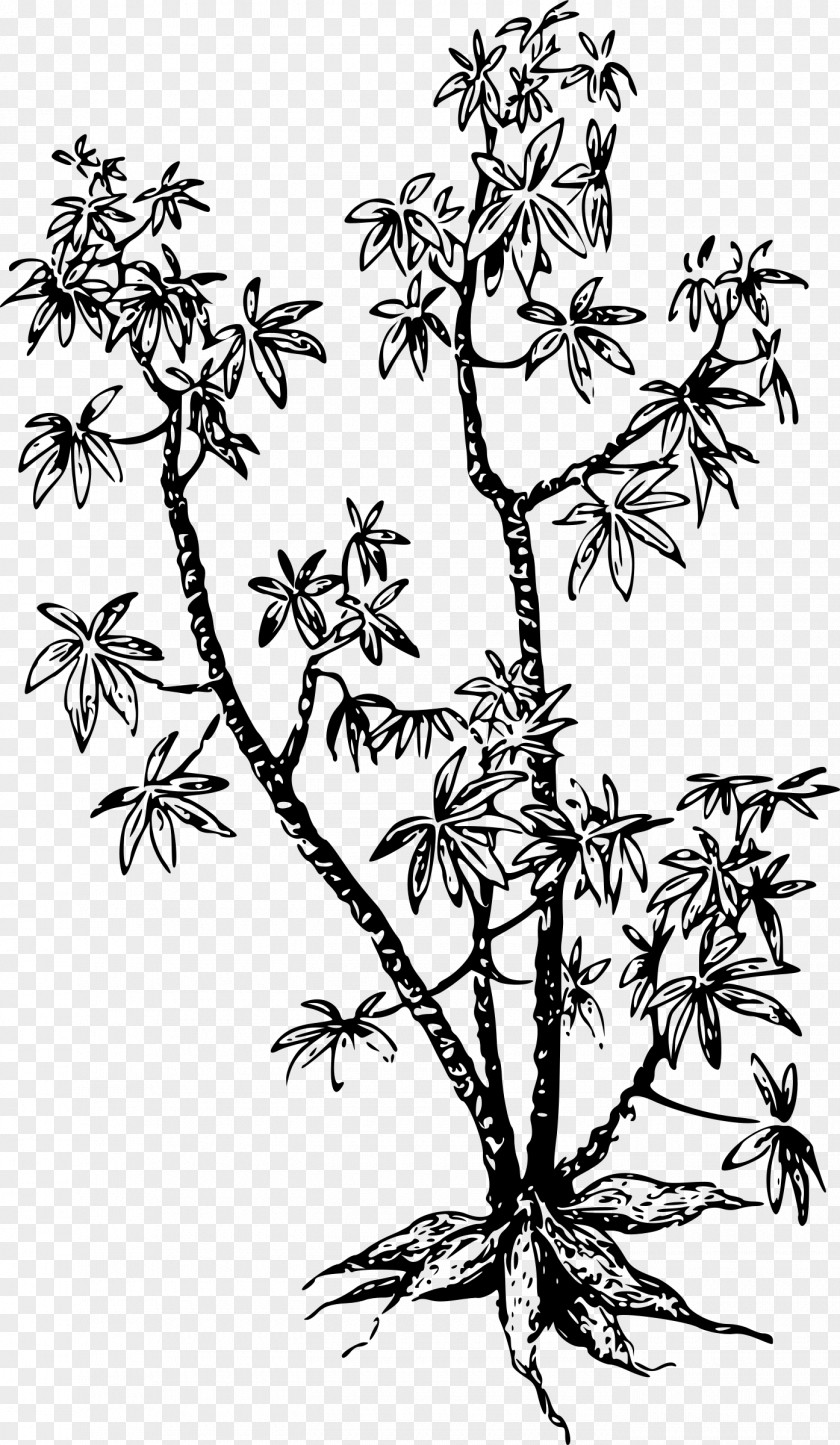 Cassava Plant Arrowroot Tuber Clip Art PNG