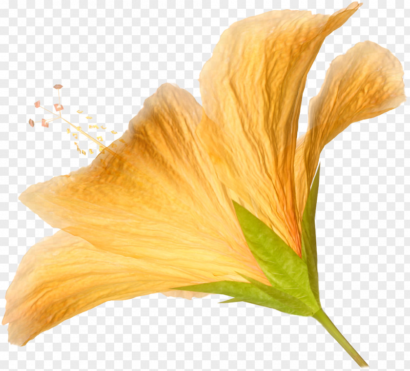 HD Flower Orange Hibiscus Clip Art PNG