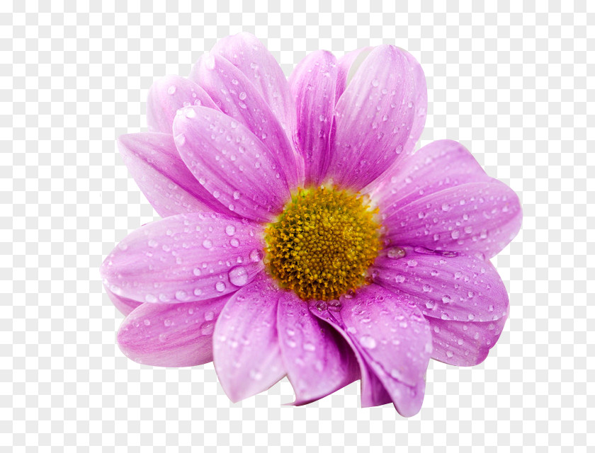 Purple Daisy Buckle Free Stock Photos Ultra-high-definition Television 4K Resolution Flower Wallpaper PNG