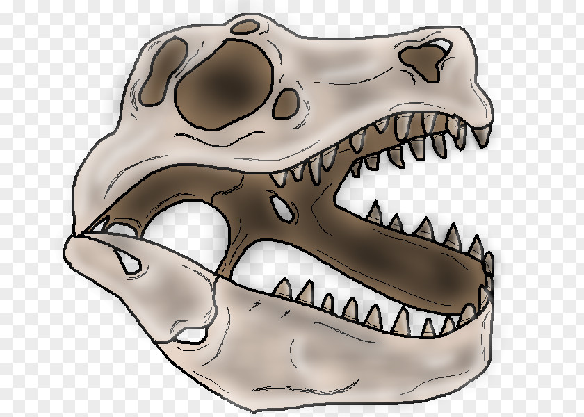 Skull Dinosaur Skeleton Snout PNG