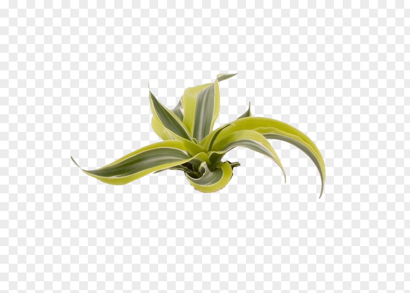 Cataloge Dracaena Fragrans Dragon Tree Plant Stem Embryophyta PNG