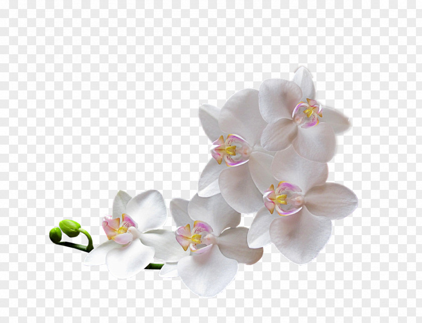 Flower Moth Orchids Cut Flowers Floral Design PNG