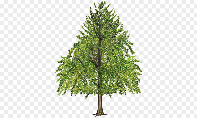 Ginkgo Tree American Sweetgum Branch Leaf Fir PNG