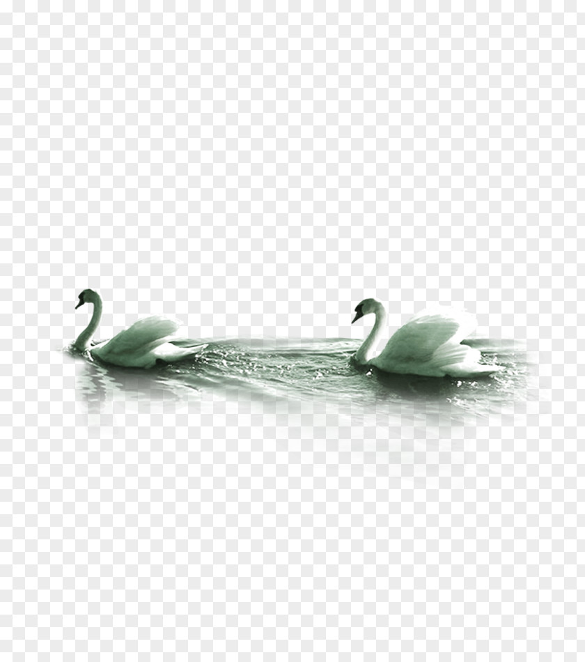 Swan Swimming Mute Computer File PNG