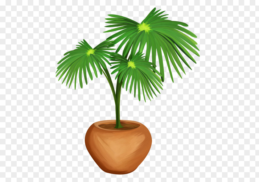 Tree Arecaceae Asian Palmyra Palm Woody Plant PNG