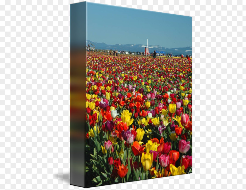 Tulip Festival Wildflower PNG