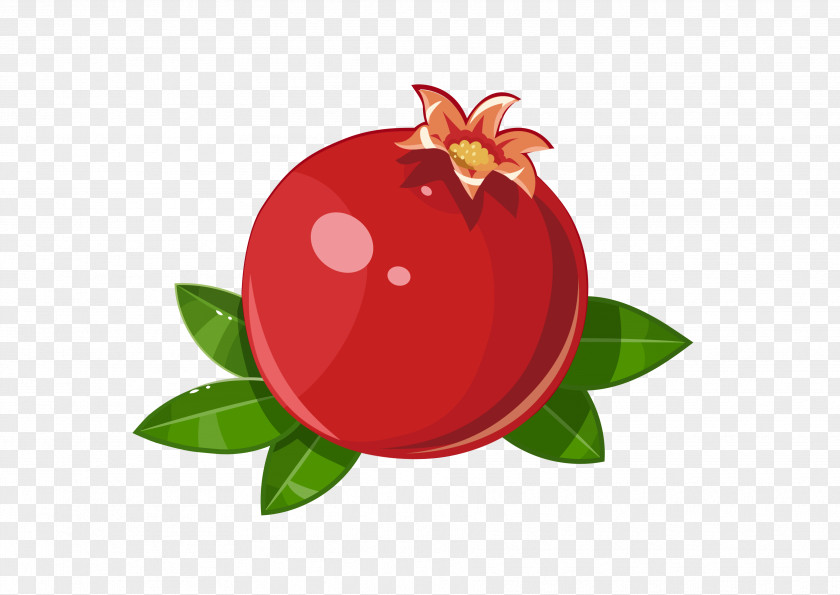 Vector Pomegranate Frutti Di Bosco Fruit Illustration PNG