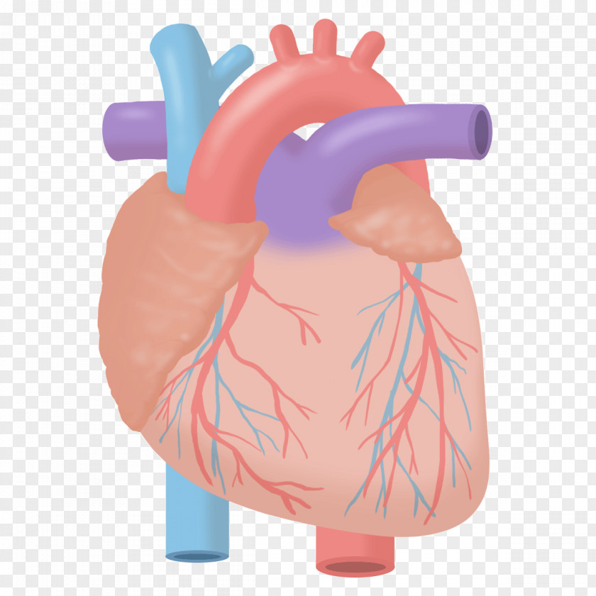 Anatomic Heart Echocardiography Ultrasonography Fundamentals Of Nursing: Concepts And Procedures PNG