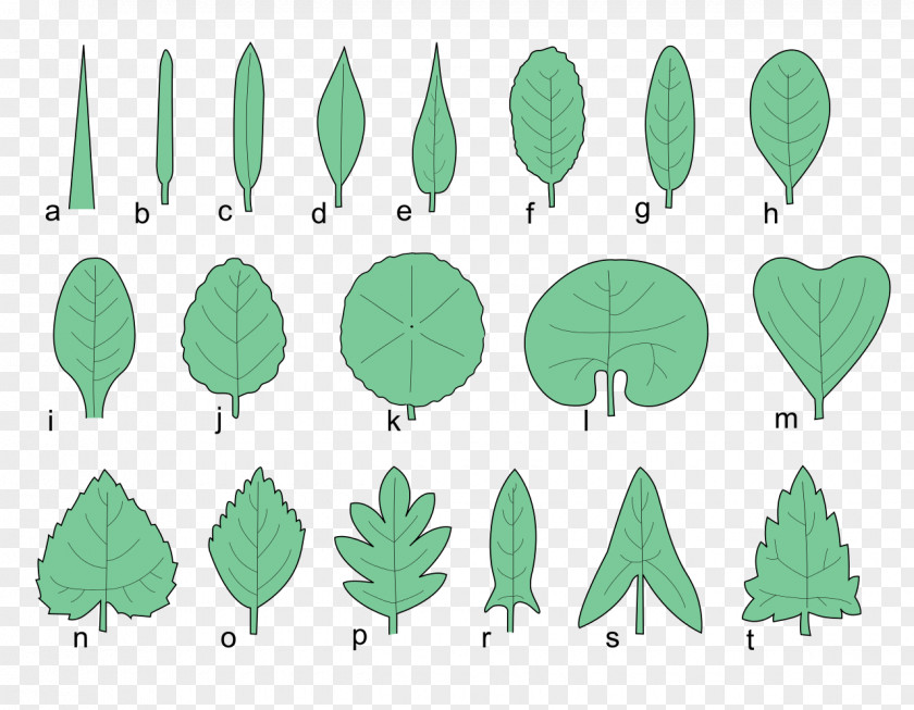 Shape Shapes Leaf Leaves Autumn Tags Handdrawn Tree Plant Cupressus PNG
