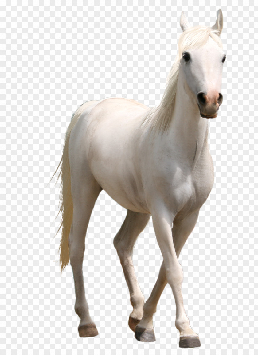 White Horse American Paint Mustang Stallion Foal PNG
