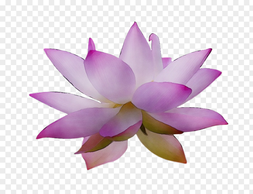 Sacred Lotus Nelumbonaceae Petal Flower Lotus-m PNG